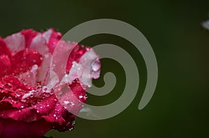 Closeup of water droplets in a rose