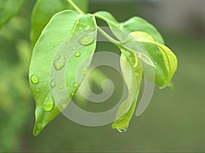 Closeup water drops on green leaf with blurred background ,droplets on leaves in nature