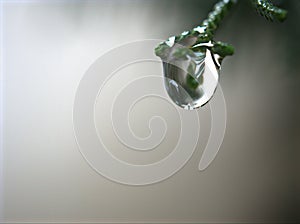 Closeup water drops on green leaf with blurred background ,macro image ,dew on nature leaves , droplets in forest