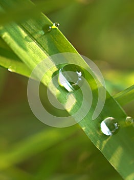 Closeup water drops on green leaf in garden with sunshine and  soft focus and blurred  for background ,nature background