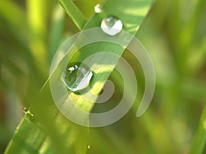 Closeup water drops on green leaf in garden with sunshine and  soft focus and blurred  for background ,nature background