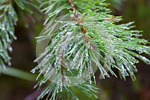 Closeup on water drops
