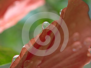 Closeup water drops on red hibiscus flower in garden with soft focus and green blurred background