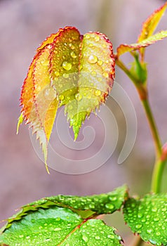 Closeup of water drops on rose leaf