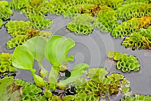 Closeup of water hyacinth flaoting on water