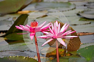 Closeup of water lilies on Red Lotus Lake or Talay Bua Daeng in Udon Thani, Thailand