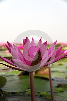 Closeup of water lilies on Red Lotus Lake or Talay Bua Daeng in Udon Thani, Thailand