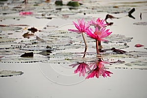 Closeup of water lilies on Red Lotus Lake or Talay Bua Daeng in Udon Thani, Thailand