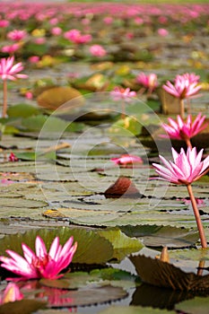 Closeup of water lilies on Red Lotus Lake or Talay Bua Daeng in Udon Thani, Thailand