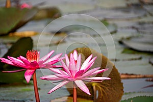 Closeup of water lilies on Red Lotus Lake or Talay Bua Daeng in Udon Thani, Thailand