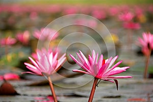 Closeup of water lilies on Red Lotus Lake or Talay Bua Daeng in Udon Thani, Thailand