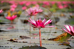 Closeup of water lilies on Red Lotus Lake or Talay Bua Daeng in Udon Thani, Thailand