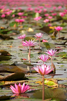 Closeup of water lilies on Red Lotus Lake or Talay Bua Daeng in Udon Thani, Thailand
