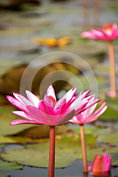 Closeup of water lilies on Red Lotus Lake or Talay Bua Daeng in Udon Thani, Thailand