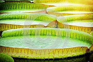 Closeup of water lillies. Victoria amazonica