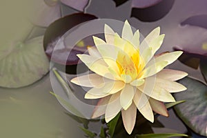 Closeup water lily