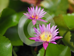 Water lily Plantae, Sacred Lotus, Bean of India, Nelumbo, NELUMBONACEAE name flower in pond Large flowers oval buds purple tapered
