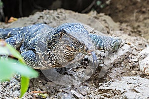 Closeup of water monitor lizard (Varanus salvator)