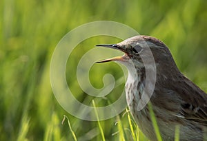 Closeup of Water pipit