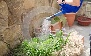 Closeup of water pouring from watering can into flower bed