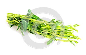 Closeup water spinach on white background, herb and medical concept, selective focus