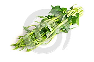 Closeup water spinach on white background, herb and medical concept, selective focus