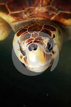 Closeup of a water turtle head on turtle farm with black blurred background, Sri Lanka
