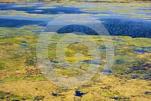 Closeup of water with vegetation