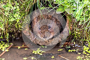 Closeup of a water vole poking its head out of a hole