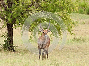 Closeup of Waterbuck (Kobus ellipsiprymnus)