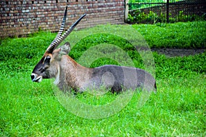 Closeup of waterbuck resting on the green grasses. Waterbuck animal, Kobus ellipsiprymnus from the family Bovidae sitting photo