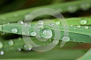 Closeup of waterdrop on the grass blade