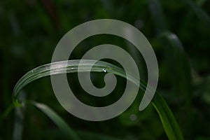 Closeup of a waterdrop on the grass in a field under the sunlight with a blurry background