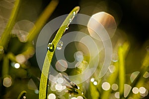 Closeup of waterdrops