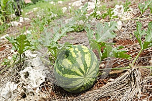 Closeup Watermelon In Garden