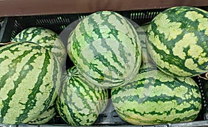 Closeup of Watermelons, fresh organic farming fruit in the market, fruits photography