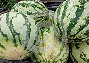 Closeup of Watermelons, fresh organic farming fruit in the market, fruits photography