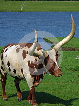 Closeup Watusi Bull