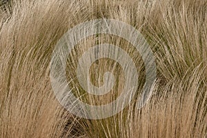Closeup of Waving Grasses