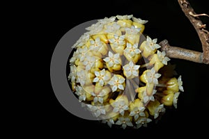 Closeup of wax plant (Hoya carnosa) inflorescence flowers