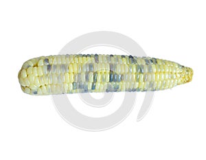 Closeup Waxy Corn isolated on white