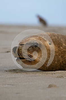 Closeup of a weak sealion on a beach