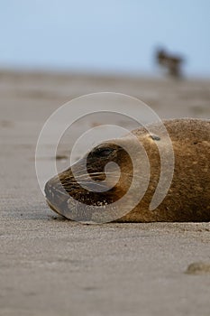 Closeup of a weak sealion on a beach