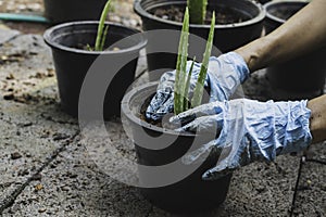 Closeup wear gloves for planting plants. Aloe vera Into black pots lifestyle concept