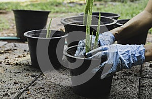 Closeup wear gloves for planting plants. Aloe vera Into black pots lifestyle concept