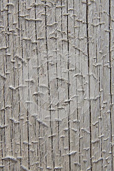 Closeup of weathered barked coniferous log