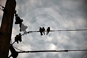 Closeup of a weavers, village weaverbirds, weaver finches or bishops birds sitting on the powerful electric wires in the morning