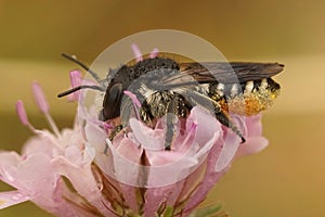 Closeup on a wed female mediterranean leafcutter, Megachile octosignata, on a pink scabious flower