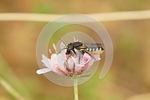 Closeup on a wed female mediterranean leafcutter solitary bee, Megachile octosignata, sitting on a pink scabious flower