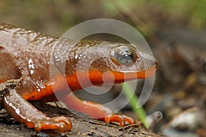 Closeup on a wed and gravid female Rough-skinned newt, Taricha granulosa sitting on wood